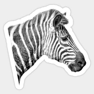 Zebra Portrait Sticker